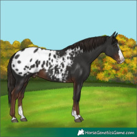 Horse Color:Liver Chestnut Sabino Splash Appaloosa 