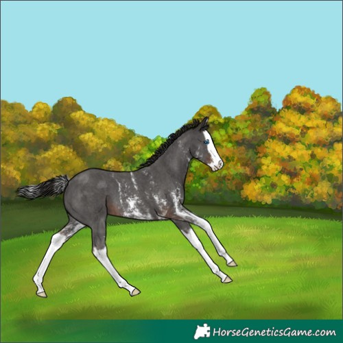 Horse Color:Liver Chestnut Sabino Splash 
