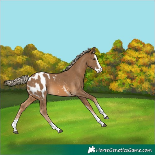 Horse Color:Chocolate Palomino Sabino Splash Blanket 