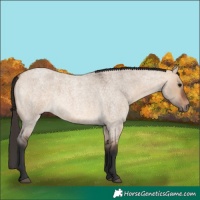 Horse Color:Bay Roan Dun