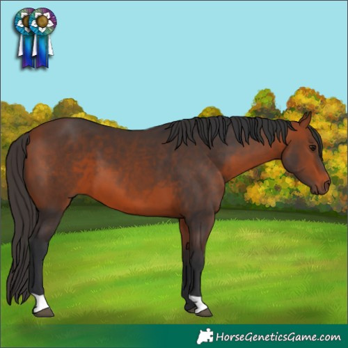 Horse Color:Bay 