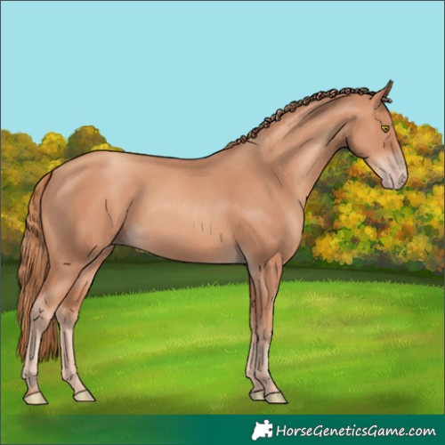 Horse Color:Gold Champagne 