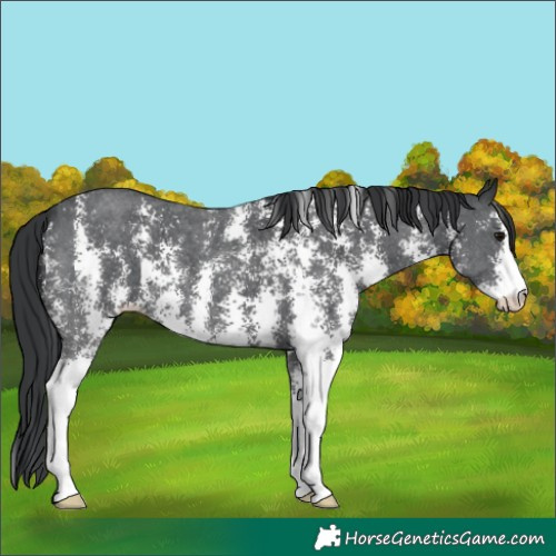 Horse Color:Black Sabino 