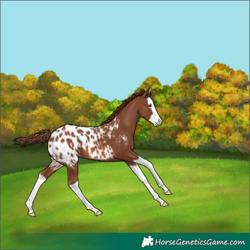 Horse Color:Chestnut Splash Appaloosa