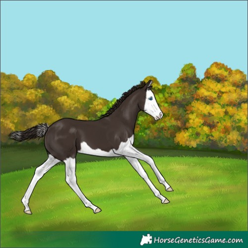 Horse Color:Liver Chestnut Splash