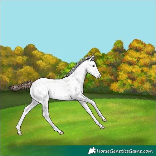Horse Color:Chestnut Sabino Splash