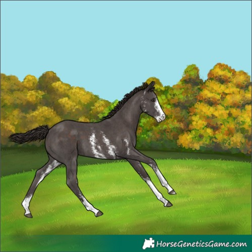 Horse Color:Liver Chestnut Sabino 