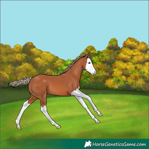 Horse Color:Chestnut Splash