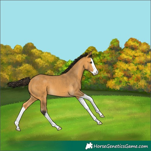Horse Color:Buckskin Splash