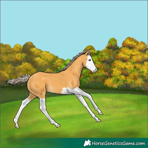 Horse Color:Palomino Splash