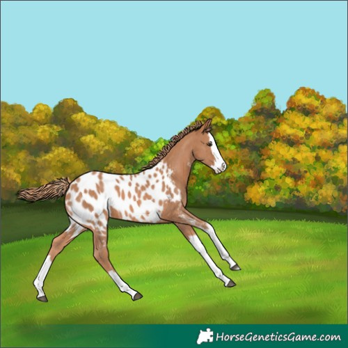 Horse Color:Chestnut Sabino Splash Appaloosa 