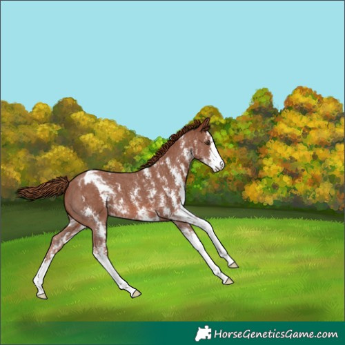 Horse Color:Chestnut Sabino Appaloosa 