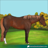 Horse Color:Liver Chestnut