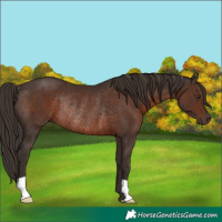 Horse Color:Liver Chestnut Rabicano 