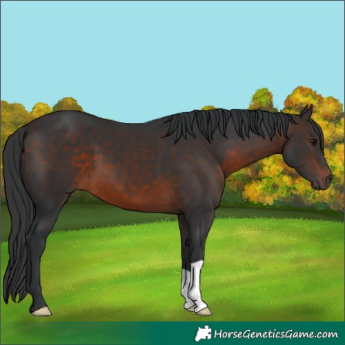 Horse Color:Brown 