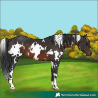 Horse Color:White Spotted Brown