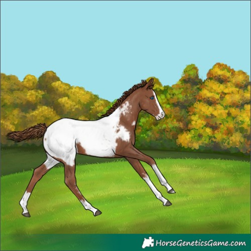 Horse Color:Chestnut Sabino Splash Snowcap