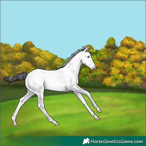Horse Color:Liver Chestnut Sabino Splash Near Fewspot 