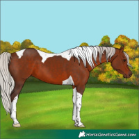 Horse Color:Silver Brown Tobiano