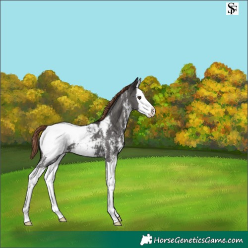 Horse Color:Liver Chestnut Sabino Splash Appaloosa 