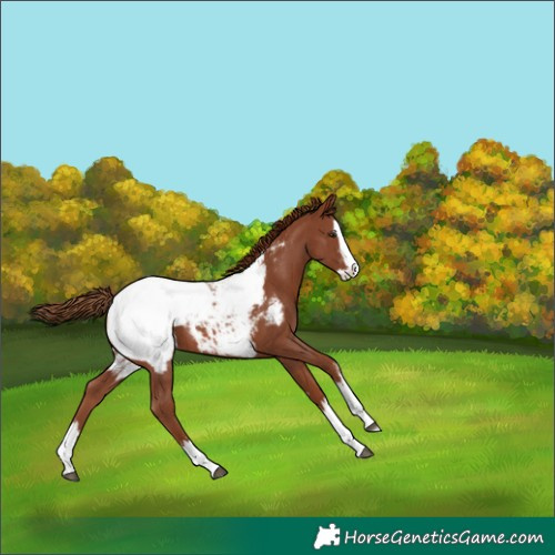 Horse Color:Chestnut Sabino Splash Snowcap