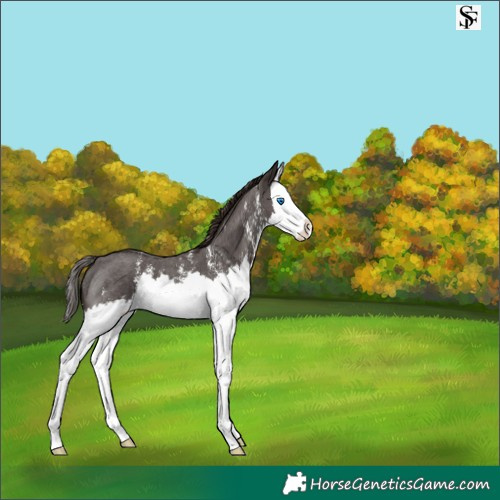 Horse Color:Liver Chestnut Sabino Splash 