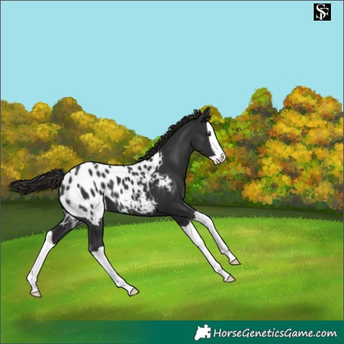 Horse Color:Liver Chestnut Splash Appaloosa