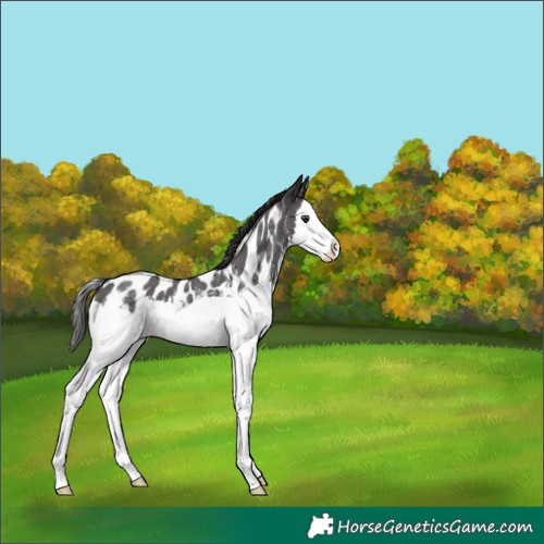 Horse Color:Liver Chestnut Sabino Splash Appaloosa 