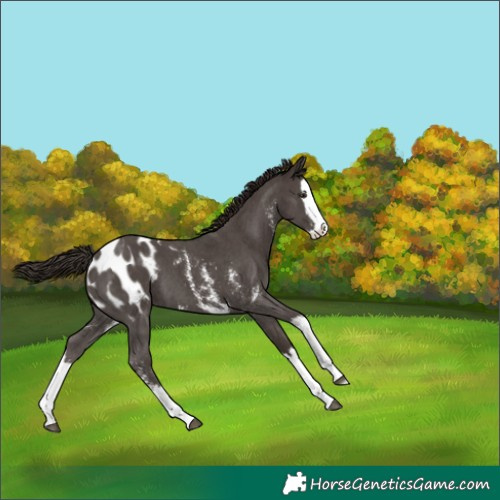 Horse Color:Liver Chestnut Sabino Splash Blanket