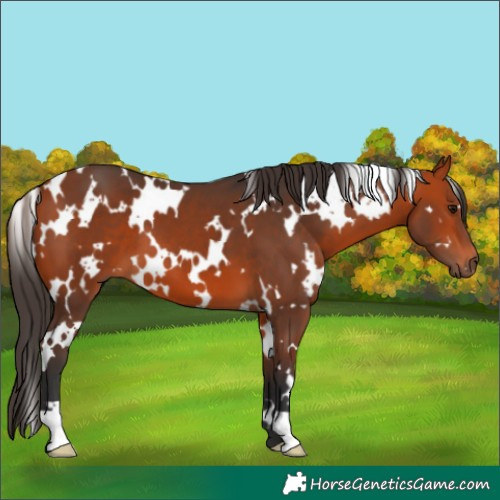 Horse Color:White Spotted Bay 
