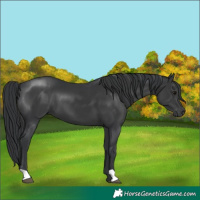 Horse Color:Black 