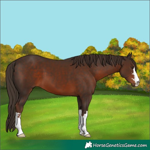 Horse Color:Liver Chestnut 