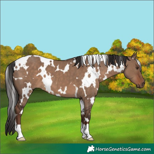 Horse Color:White Spotted Liver Red Dun