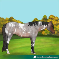 Horse Color:White Spotted Brown Roan 