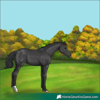 Horse Color:Black 
