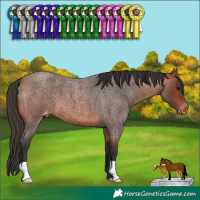 Horse Color:Bay Roan Appaloosa