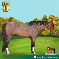 Horse Color:Bay Roan Appaloosa 
