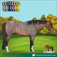 Horse Color:Bay Roan Appaloosa