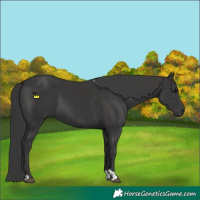 Horse Color:Smoky Black  and Black 