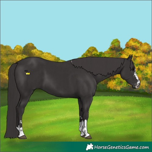 Horse Color:Smoky Black  and Smoky Black 