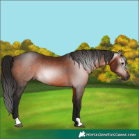 Horse Color:Gray Bay 