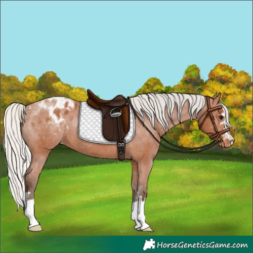 Horse Color:Silver Bay Appaloosa 