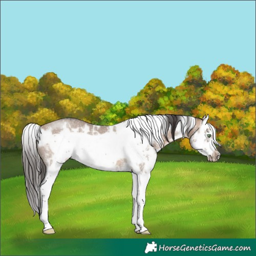 Horse Color:White Spotted Brown Dun Sabino Splash Frame Rabicano