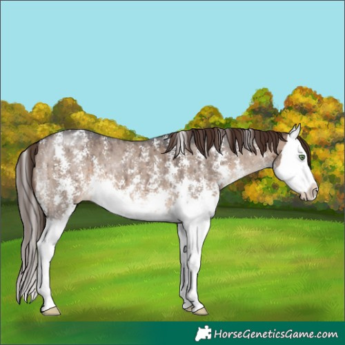 Horse Color:Brown Dun Sabino Splash Appaloosa Brindle