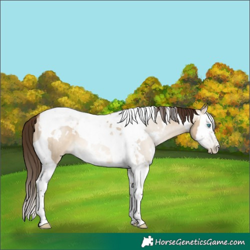 Horse Color:Gray White Spotted Brown Pearl Dun Splash Tobiano 