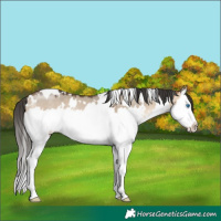 Horse Color:White Spotted Bay Dun Mushroom Splash