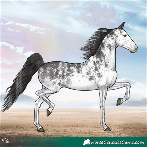 Horse Color:White Spotted Smoky Black 