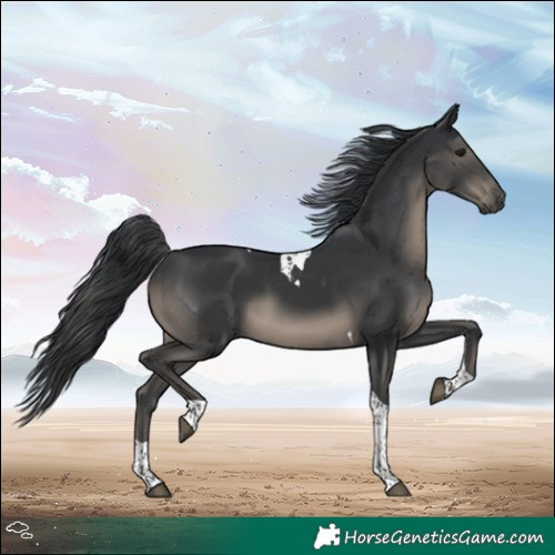 Horse Color:Black Tobiano 