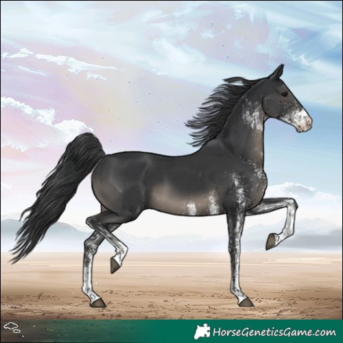 Horse Color:White Spotted Black 