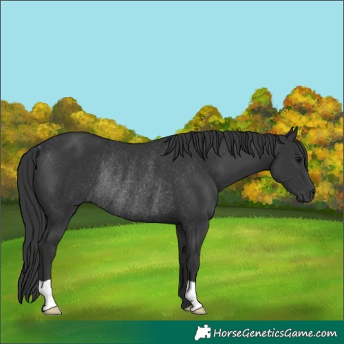 Horse Color:Black Rabicano 
